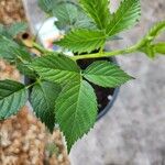 Rubus argutus Leaf