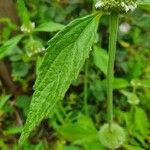 Leucas urticifolia Leaf