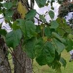 Croton macrostachyus Yaprak