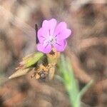 Petrorhagia prolifera Blüte