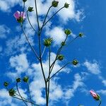 Althaea cannabina Habitus