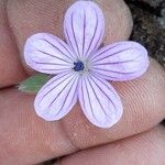 Geranium asphodeloides Blüte