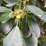 Ficus craterostoma Лист