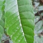 Hennecartia omphalandra Leaf