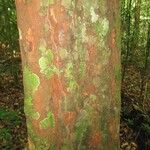 Chrysophyllum pomiferum Corteza