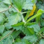 Croton glandulosus Leaf
