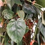 Philodendron hederaceum ᱥᱟᱠᱟᱢ