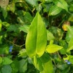 Commelina communis Liść