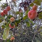 Malus baccata (L.) Borkh.Frukt