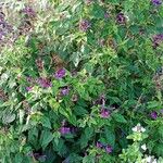 Salvia guaranitica Hábito