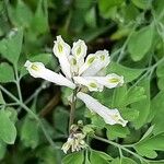 Pseudofumaria alba Flor