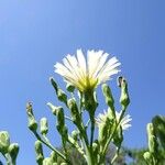 Lactuca indica Floro