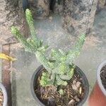 Opuntia monacantha List