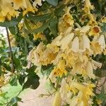 Pandorea pandorana പുഷ്പം