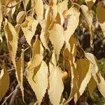 Celtis australisLevél