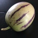 Solanum muricatum Φρούτο