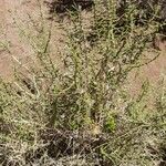 Aloysia deserticola Habitat