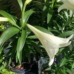 Lilium longiflorum 花