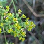 Euphorbia seguieriana Flower