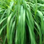 Cymbopogon nardus Leaf