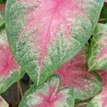 Caladium bicolor Plante entière