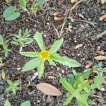 Pallenis spinosa花