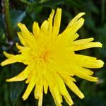 Sonchus oleraceusBlomst