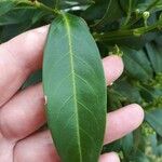 Prunus laurocerasus Листок