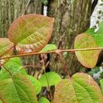 Cercidiphyllum japonicum 葉