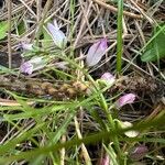 Polygala monspeliacaफूल