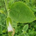 Hibiscus flavifolius برگ