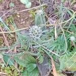 Scabiosa columbaria Froito