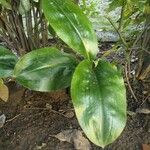 Scadoxus multiflorusLeaf