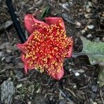 Haemanthus coccineus फूल