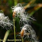 Trichophorum alpinum Frukt