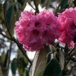 Rhododendron lanigerum Kukka