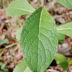 Pentanema squarrosum Leaf