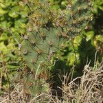 Opuntia dillenii Leaf