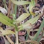 Amsonia tabernaemontana Blad