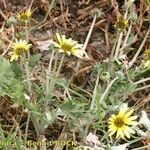 Arctotheca calendula Staniste