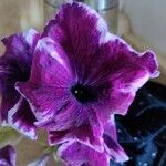 Petunia x atkinsiana പുഷ്പം