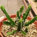 Euphorbia triangularis Leaf