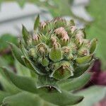 Sempervivum tectorum Blüte