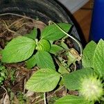 Acalypha aristata Hoja