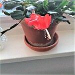 Schlumbergera truncata Кветка