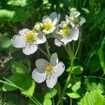 Fragaria moschata Květ