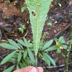 Pausandra trianae Yaprak