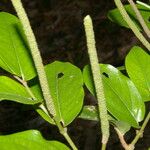 Piper tuberculatum Vrucht