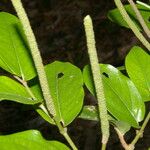 Piper tuberculatum Fruit