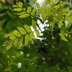 Gilletiodendron kisantuense Leaf